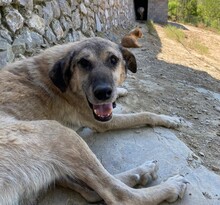 YUMAK, Hund, Mischlingshund in Türkei - Bild 5