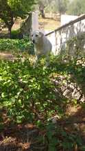 MAX, Hund, Maremmano-Labrador-Mix in Italien - Bild 8