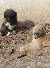 PALOMA, Hund, Mischlingshund in Rumänien - Bild 11