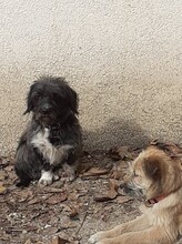 PALOMA, Hund, Mischlingshund in Rumänien - Bild 14