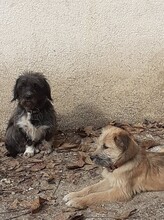 PALOMA, Hund, Mischlingshund in Rumänien - Bild 21