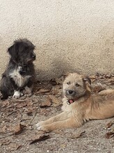 PALOMA, Hund, Mischlingshund in Rumänien - Bild 22