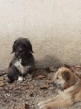 PALOMA, Hund, Mischlingshund in Rumänien - Bild 23