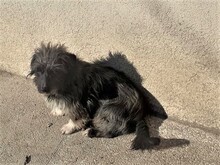 PALOMA, Hund, Mischlingshund in Rumänien - Bild 3