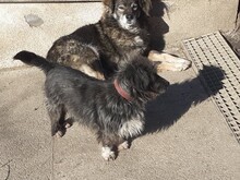PALOMA, Hund, Mischlingshund in Rumänien - Bild 4