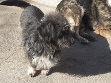 PALOMA, Hund, Mischlingshund in Rumänien - Bild 6