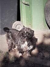 PALOMA, Hund, Mischlingshund in Rumänien - Bild 8