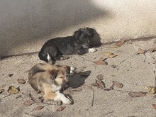 PALOMA, Hund, Mischlingshund in Rumänien - Bild 9