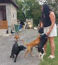 VALERIAN, Hund, Mischlingshund in Kroatien - Bild 8
