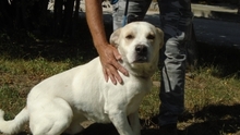 ROLF, Hund, Mischlingshund in Ungarn - Bild 2