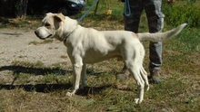 ROLF, Hund, Mischlingshund in Ungarn - Bild 4