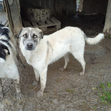 KIRA, Hund, Griechischer Hirtenhund-Mix in Griechenland - Bild 1