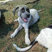 KIRA, Hund, Griechischer Hirtenhund-Mix in Griechenland - Bild 8