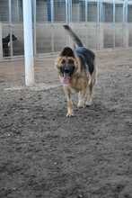 MESTA, Hund, Deutscher Schäferhund in Spanien - Bild 10