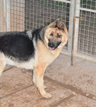 MESTA, Hund, Deutscher Schäferhund in Spanien - Bild 2