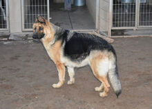 MESTA, Hund, Deutscher Schäferhund in Spanien - Bild 3
