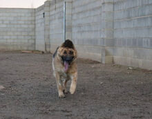 MESTA, Hund, Deutscher Schäferhund in Spanien - Bild 5