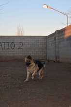 MESTA, Hund, Deutscher Schäferhund in Spanien - Bild 7