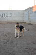 MESTA, Hund, Deutscher Schäferhund in Spanien - Bild 9