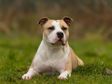 BIGGI, Hund, American Staffordshire Terrier-Mix in Hamburg - Bild 3