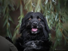 MEDOCUPKO, Hund, Mischlingshund in Kroatien - Bild 1