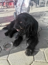 MEDOCUPKO, Hund, Mischlingshund in Kroatien - Bild 2