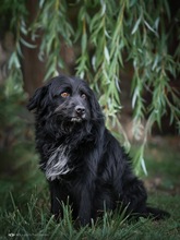 MEDOCUPKO, Hund, Mischlingshund in Kroatien - Bild 4