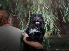 MEDOCUPKO, Hund, Mischlingshund in Kroatien - Bild 5