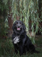 MEDOCUPKO, Hund, Mischlingshund in Kroatien - Bild 6