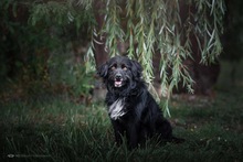 MEDOCUPKO, Hund, Mischlingshund in Kroatien - Bild 7