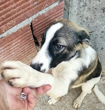 BRANDY, Hund, Mischlingshund in Griechenland - Bild 12