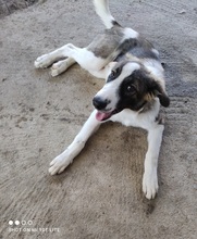 BRANDY, Hund, Mischlingshund in Griechenland - Bild 13