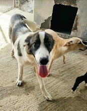 BRANDY, Hund, Mischlingshund in Griechenland - Bild 3