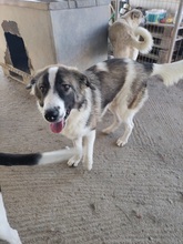 BRANDY, Hund, Mischlingshund in Griechenland - Bild 4