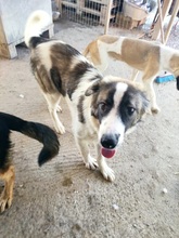 BRANDY, Hund, Mischlingshund in Griechenland - Bild 5
