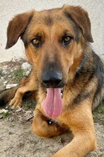 SPEX, Hund, Mischlingshund in Griechenland - Bild 1