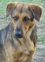 SPEX, Hund, Mischlingshund in Griechenland - Bild 10