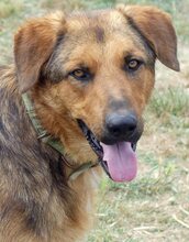 SPEX, Hund, Mischlingshund in Griechenland - Bild 12