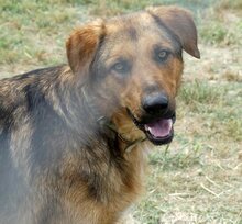 SPEX, Hund, Mischlingshund in Griechenland - Bild 13