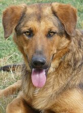 SPEX, Hund, Mischlingshund in Griechenland - Bild 14