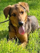 SPEX, Hund, Mischlingshund in Griechenland - Bild 15