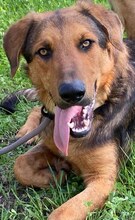 SPEX, Hund, Mischlingshund in Griechenland - Bild 17