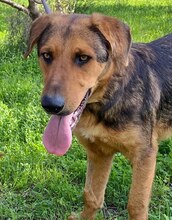 SPEX, Hund, Mischlingshund in Griechenland - Bild 18