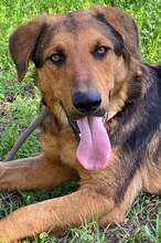 SPEX, Hund, Mischlingshund in Griechenland - Bild 19