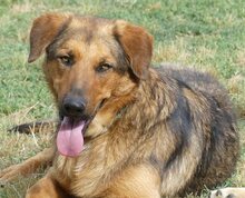 SPEX, Hund, Mischlingshund in Griechenland - Bild 2