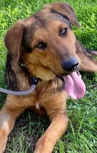 SPEX, Hund, Mischlingshund in Griechenland - Bild 21