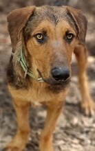 SPEX, Hund, Mischlingshund in Griechenland - Bild 22