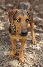 SPEX, Hund, Mischlingshund in Griechenland - Bild 23