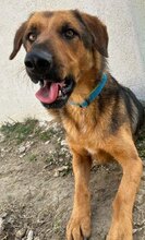 SPEX, Hund, Mischlingshund in Griechenland - Bild 3