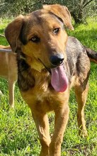 SPEX, Hund, Mischlingshund in Griechenland - Bild 4